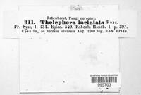 Thelephora caryophyllea image